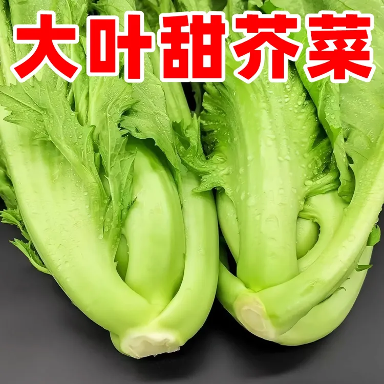 【大叶甜芥菜种子】家庭阳台小院四季种植盆栽地栽易种易活
