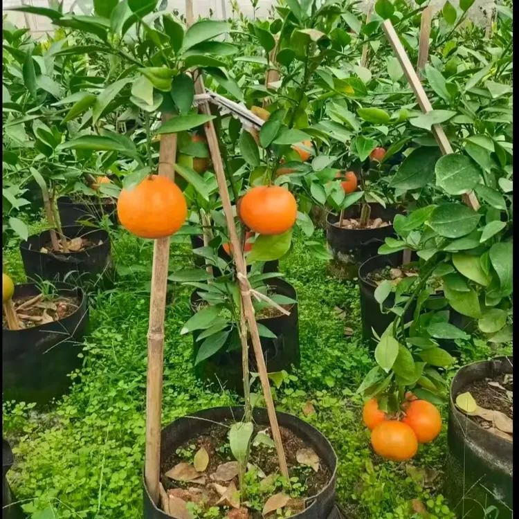 一树两品果树苗，米哈亚+新品甜桔柚带果盆栽地栽