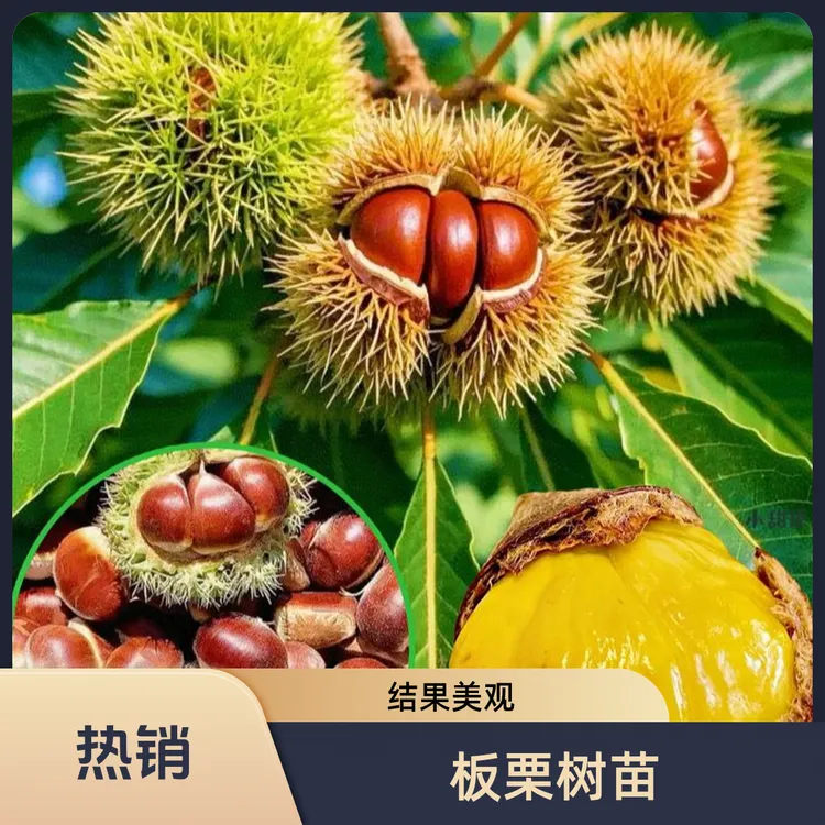 精品嫁接板栗树苗南方北方盆栽地栽王中王大红袍迁树苗果树