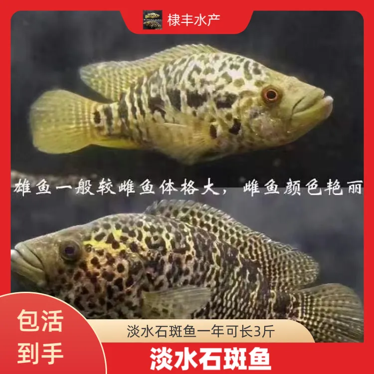 淡水石斑鱼 宠物观赏鱼大型鱼凶猛鱼路亚鱼 花斑鱼