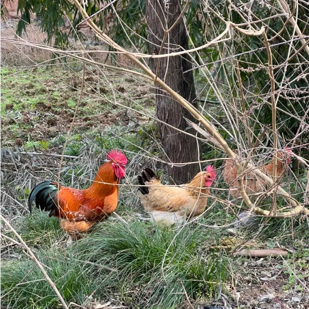 丰园小红土鸡白条（剑门关土鸡+山林散养+纯粮喂养）