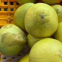 【小主播源头自采】傣柚 表皮花麻不影响食用 柚子收到放3-5天食用