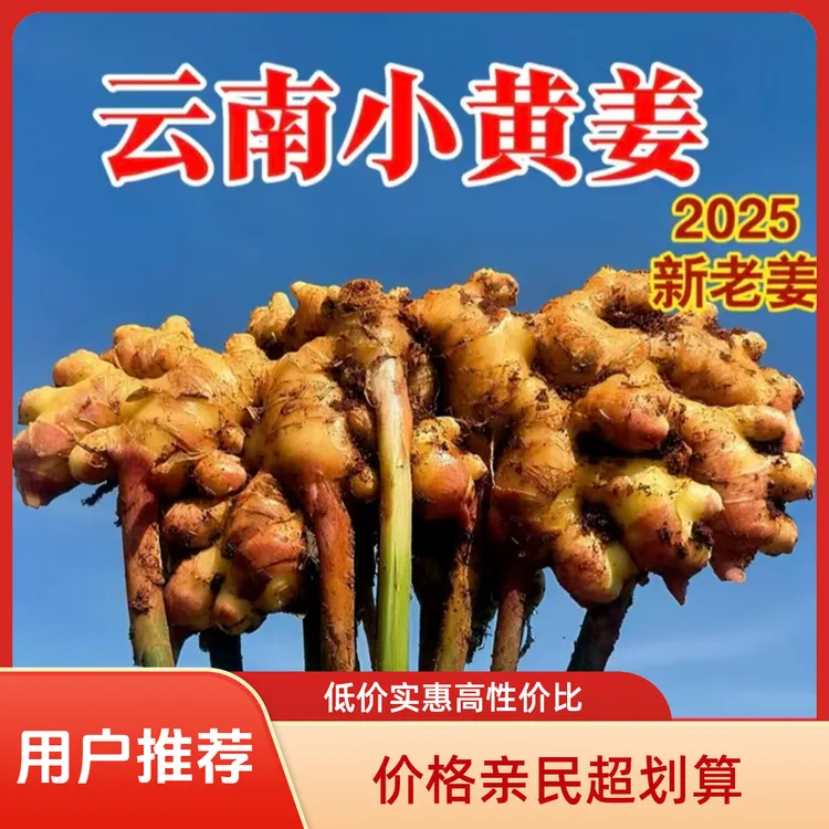 云南小黄姜产地直销特价老姜现挖直发调料小黄姜产地直发炒菜必备