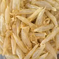 【玉姐精选】4年300头精选越N蜘蛛公胶 胶质好！