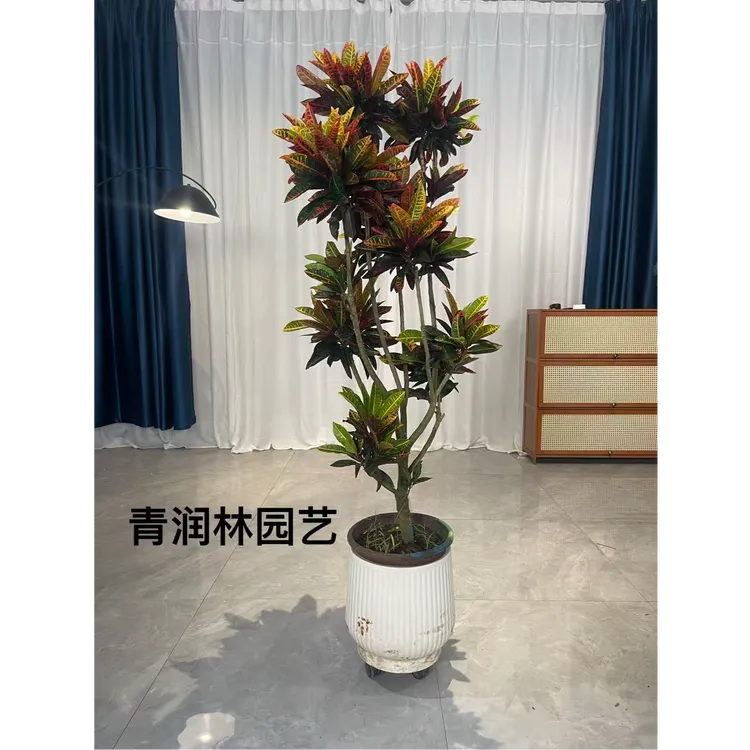 七彩变色木盆栽大型绿植老桩室内客厅阳台绿植
