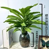 【基地精选】青纹竹芋水土培盆栽室内四季常青好养客厅办公室绿植L