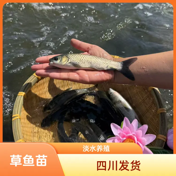 草鱼苗 四川眉山发货 淡水养殖