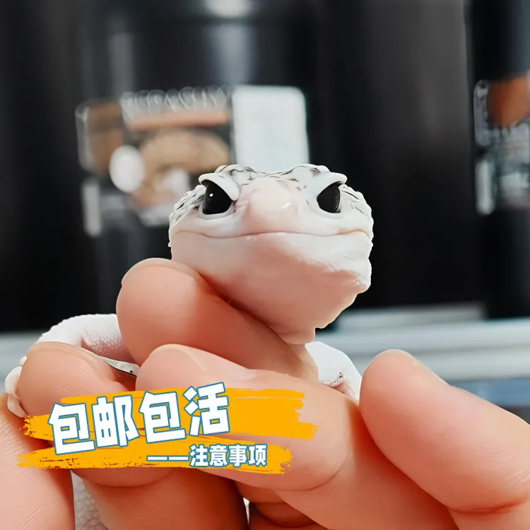 豹纹守宫活体宠物健康全品好养的桌面爬虫异宠