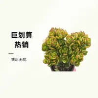 发财树多肉   熊猫多肉  （满19包邮脱土发  庭院美观  净化空气  
