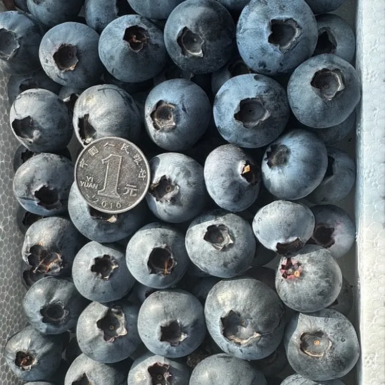 本地蓝莓L25口感脆甜