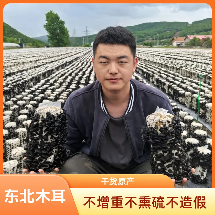 东北农产品木耳无根肉厚干货黑木耳原产地发货自产自销不增重造假