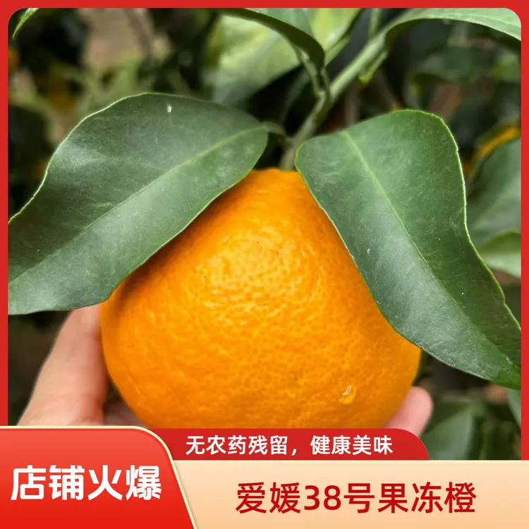优质产品诚信经营现摘现发四川爱媛38号果冻橙新鲜应季水果