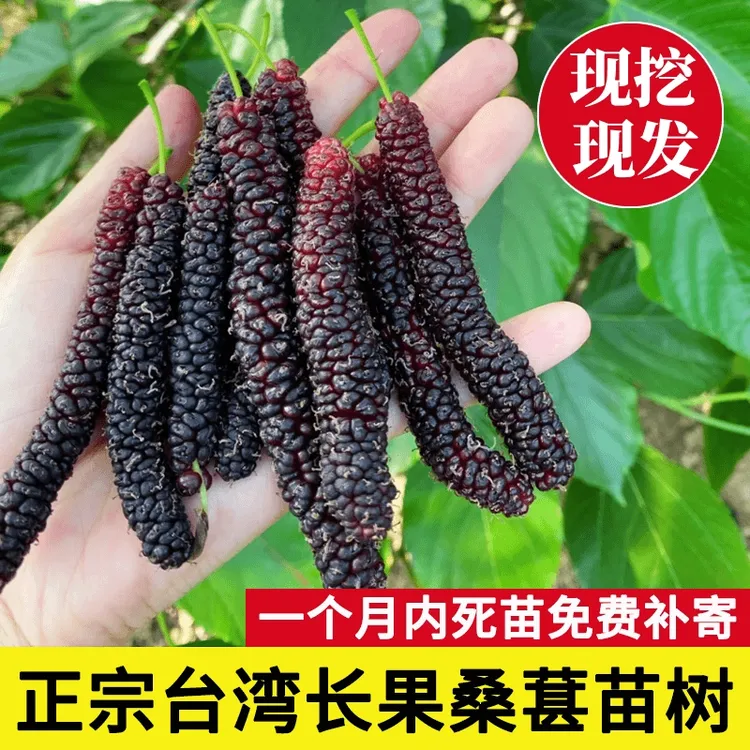 台湾长果桑葚树苗盆栽大果黑桑苗南北方种地栽庭院耐寒果苗桑树苗