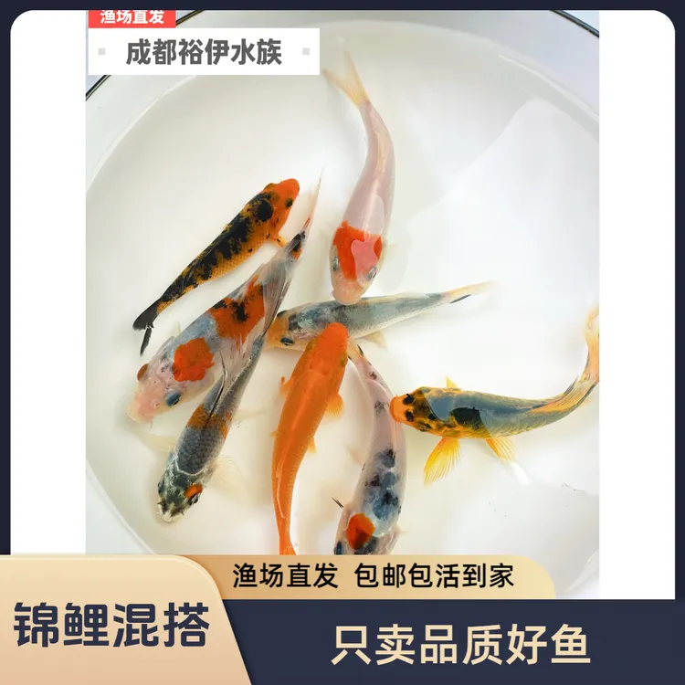 大正昭和金松红白虎皮介子淡水冷水观赏锦鲤鱼未挑选随机发货