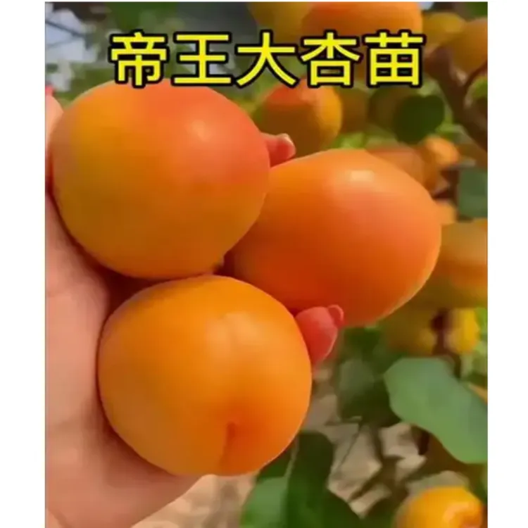 杏树苗嫁接帝王杏子树苗盆栽地栽耐寒耐旱南北方种植自花授粉果苗
