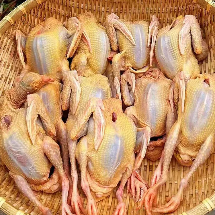5年以上老鸽子买三送一单只净重八两九两到一斤杂粮散养顺丰包邮