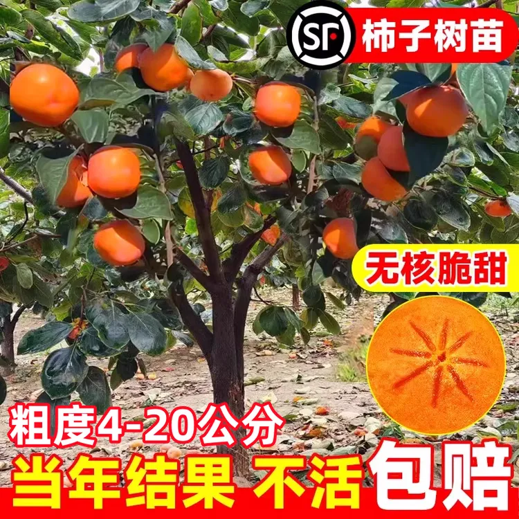 柿子苗树脆甜柿无核柿南北方种植特大庭院地栽当年结果柿子树果苗