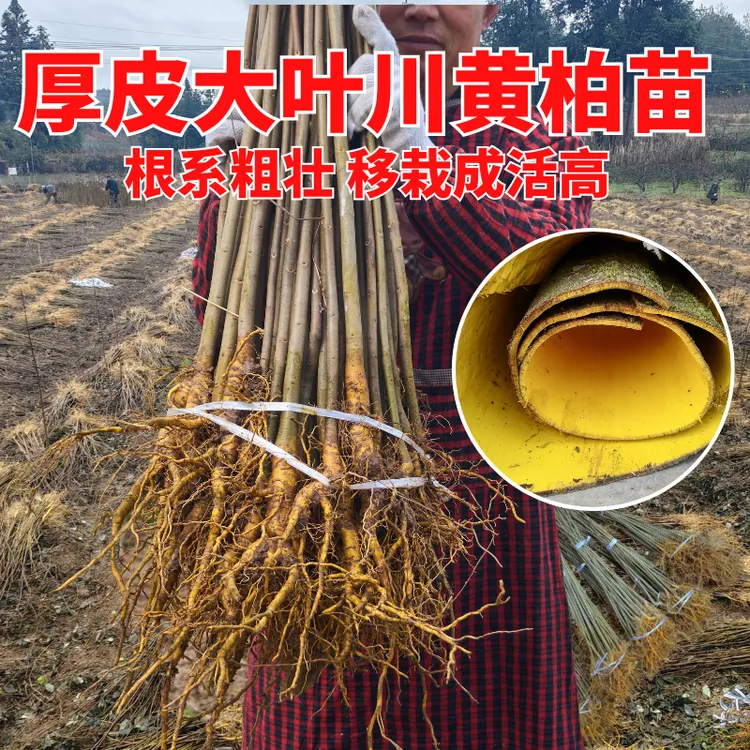 【黄柏苗批发】正宗四川黄柏树苗厚皮剥皮大叶基地现挖现发南北可种