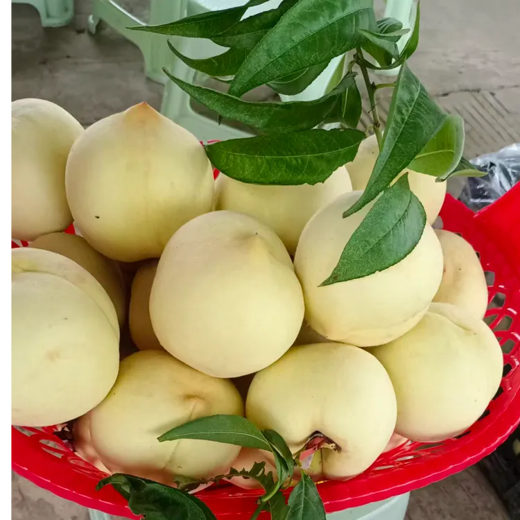 02新鲜现摘当季映霜红桃香甜多汁脆甜可口