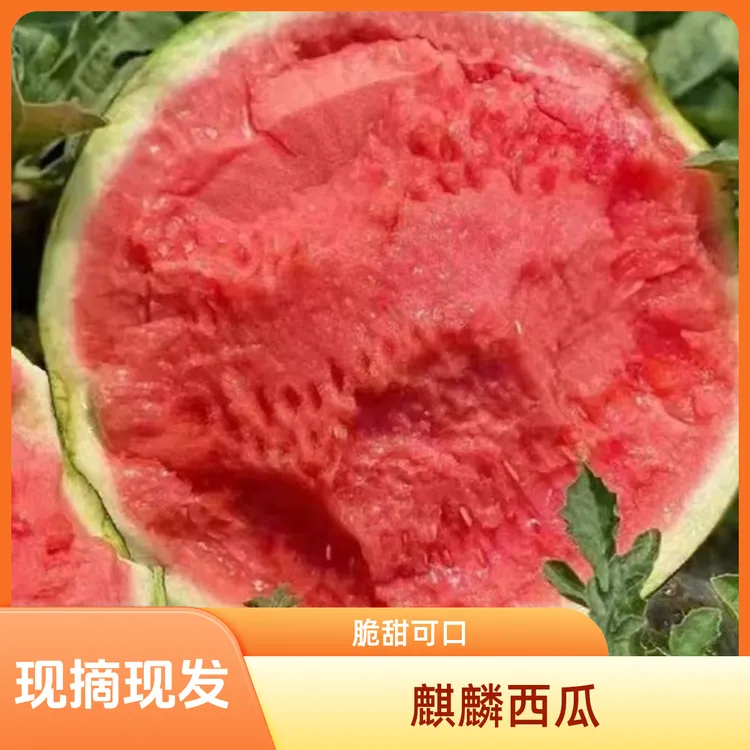 正宗云南麒麟西瓜现摘现发脆甜爽口有籽无籽