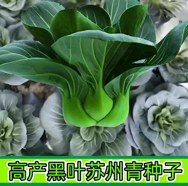 【黑叶苏州青种子】小青菜家庭阳台小院四季种植盆栽地栽易种易活