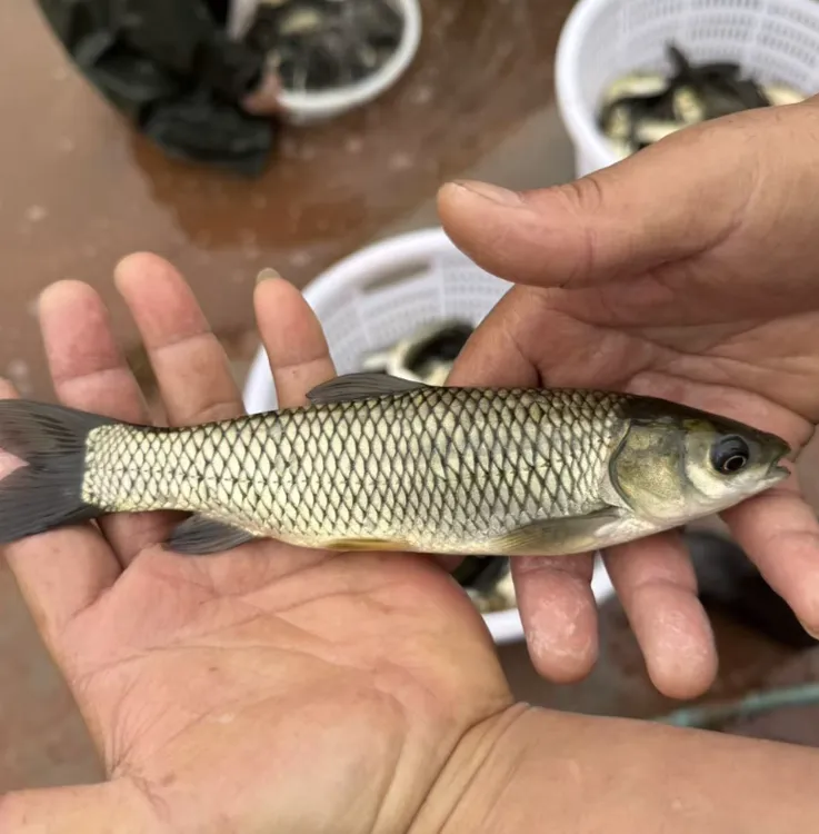 草鱼苗  四川眉山发货 淡水养殖