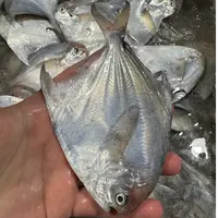 上川岛新鲜海鱼-白仓鱼白鲳鱼 3斤##