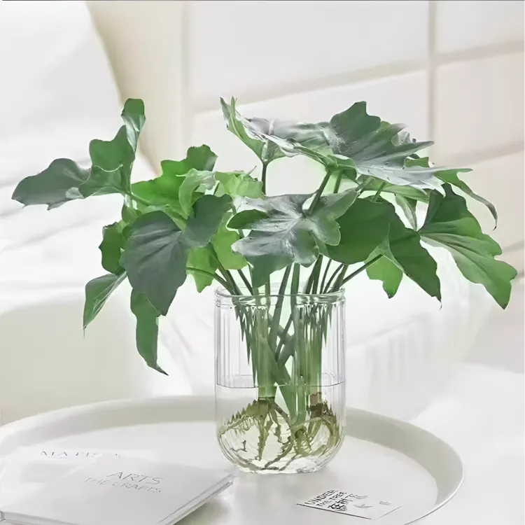 春羽水培植物盆栽客厅办公室内桌面好养绿植水养春雨吸甲醛