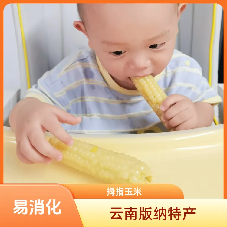 【云南版纳拇指玉米】S级香糯易消化真空独立包装