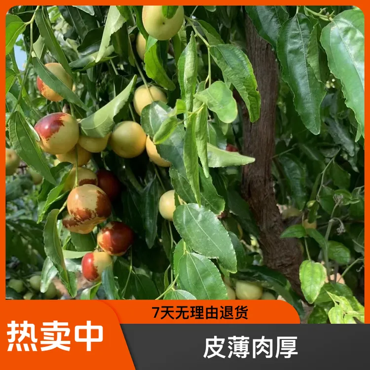 大荔冬枣新鲜现摘当季水果冰糖脆甜多汁皮薄肉厚冬枣新鲜脆甜大果