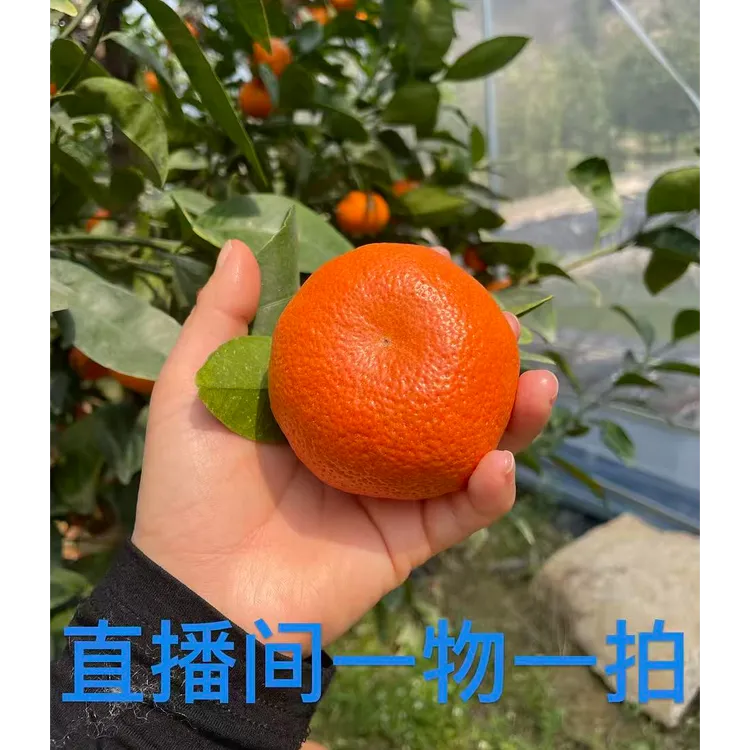 苹果柚 葡萄柚 木瓜蜜丁脐橙 红美人 黄金贡柚 庭院果树