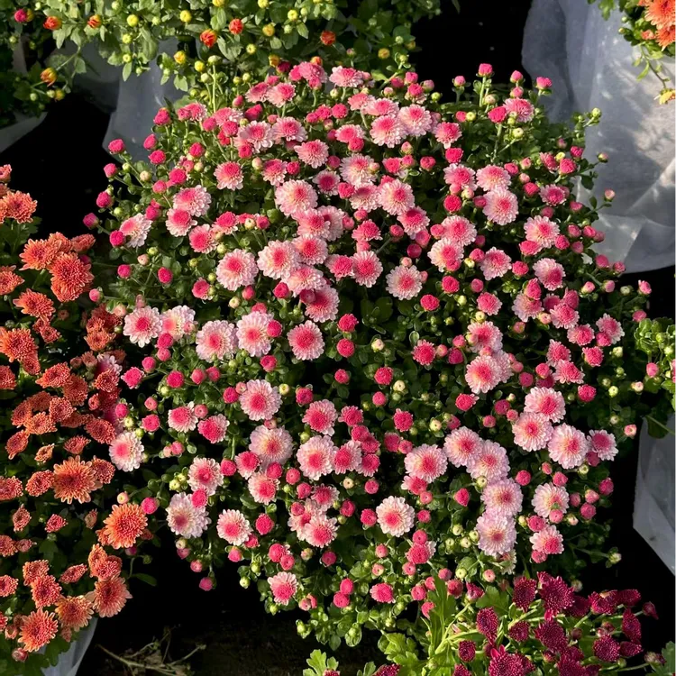 【混色糖果菊种子】家庭阳台小院四季种植盆栽地栽易种易活
