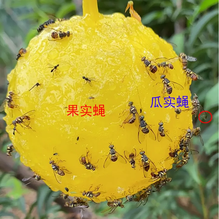 粘虫球瓜果实蝇诱蝇球柑橘大实蝇果园贴针蜂蜜蜂果蝇诱捕器大食蝇