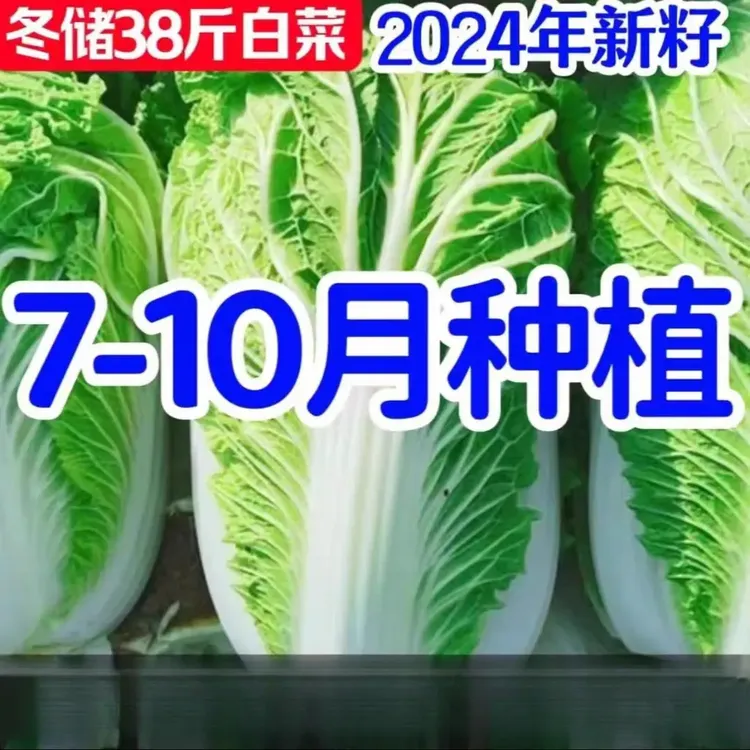 【冬储38斤大白菜种子】耐储存耐热耐寒大白菜籽夏播秋播大白菜种子商品图