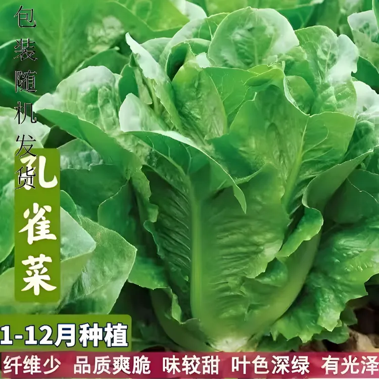 孔雀菜种子生吃脆甜高营养直立生菜春秋播种沙拉蔬菜