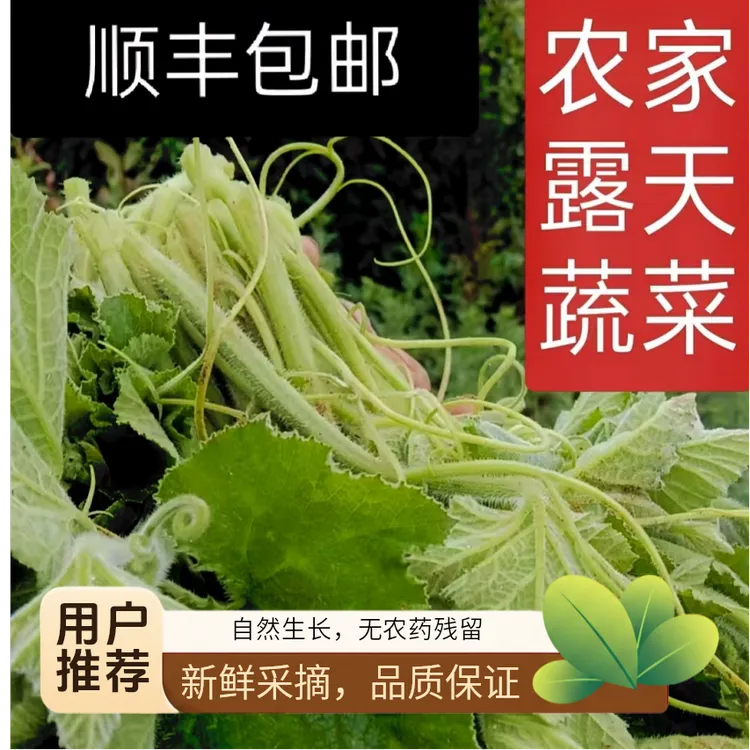 四川贵州新鲜现摘南瓜尖南瓜藤南瓜叶农家自种蔬菜农家菜顺丰包邮
