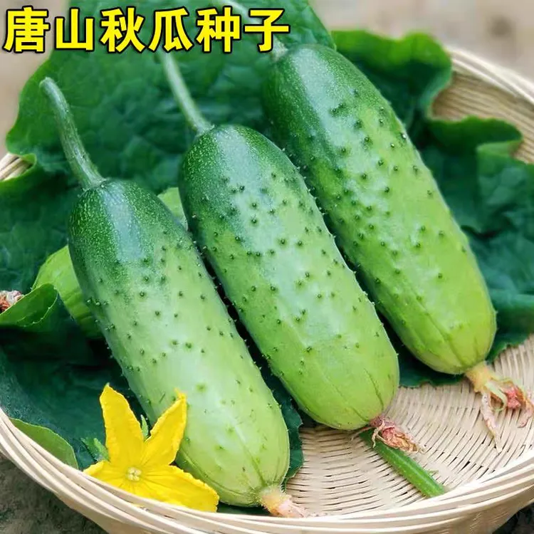 唐山秋瓜种子夏播秋播春播耐热水果黄瓜种子阳台盆栽秋黄瓜种子