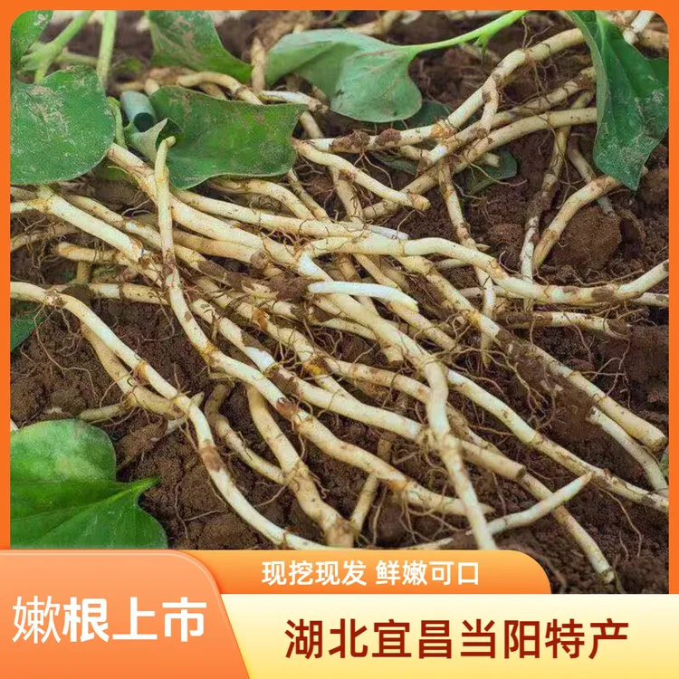 湖北农家新鲜鱼腥草嫰根折耳根节节根新鲜现挖现发