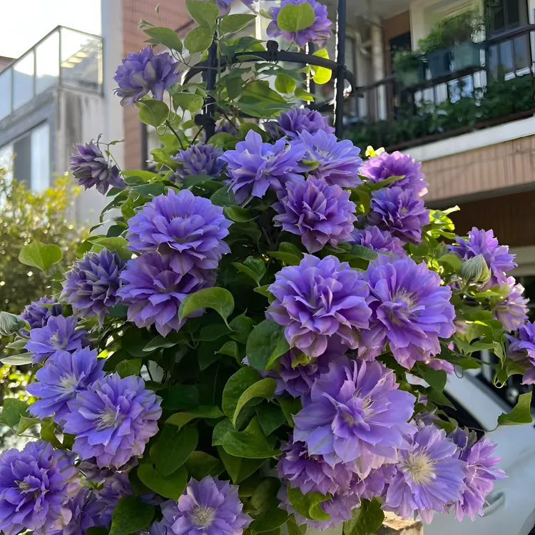 【混色铁线莲花种子】家庭阳台小院四季种植盆栽地栽易种易活