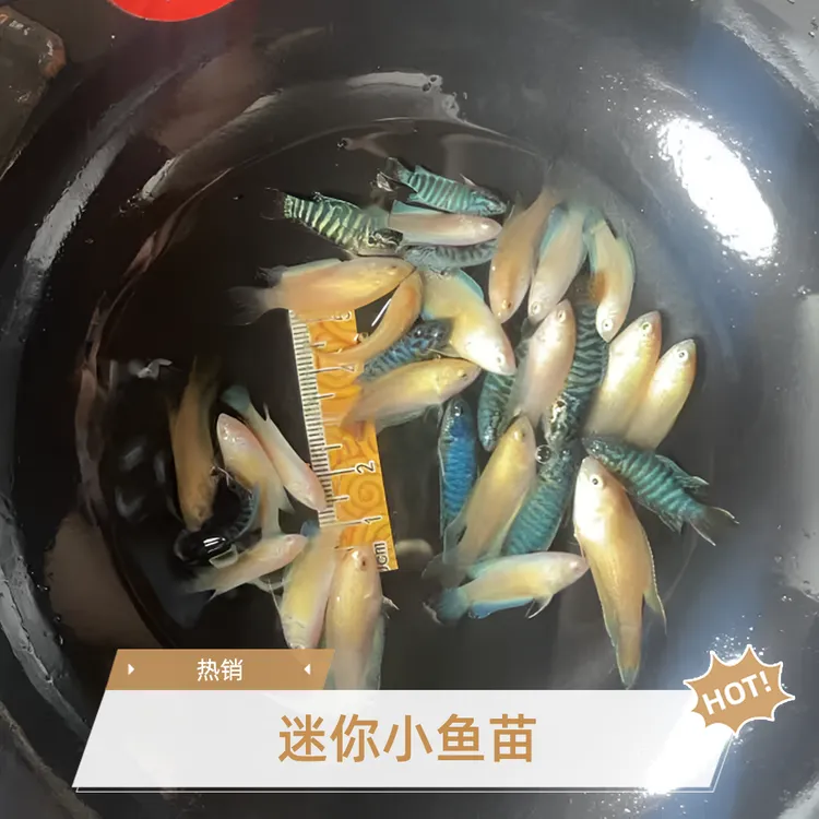 中国斗鱼白兔白化白澳黄金无纹蓝蓝蛇苗淡水鱼冷水斗鱼小型观赏鱼