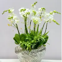 【阿玛】蝴蝶兰~高档、美观室内花卉