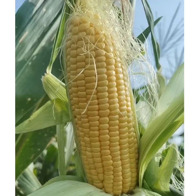 新鲜现摘带皮水果玉米甜脆爆浆可生吃香甜美味