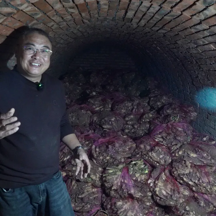 沽河绿村大姜 无硫熏 块大肉厚辛辣浓 去腥提鲜全国包邮