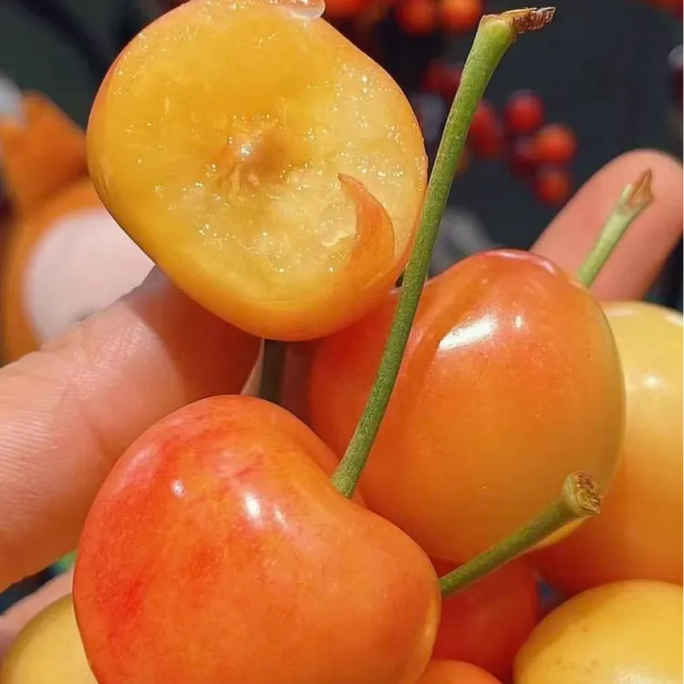 智利空运雷尼尔 黄金车厘子 J-JJJ/礼盒1-5斤装 顺丰/内附果径卡