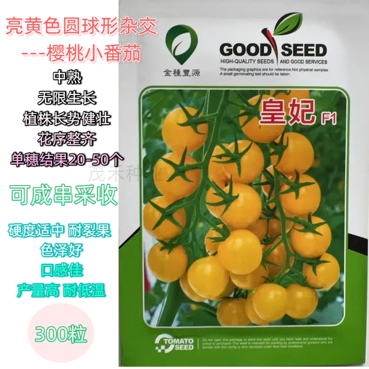 皇妃亮黄色球形杂交樱桃小番茄无限生长硬度适中耐裂果口感佳高产