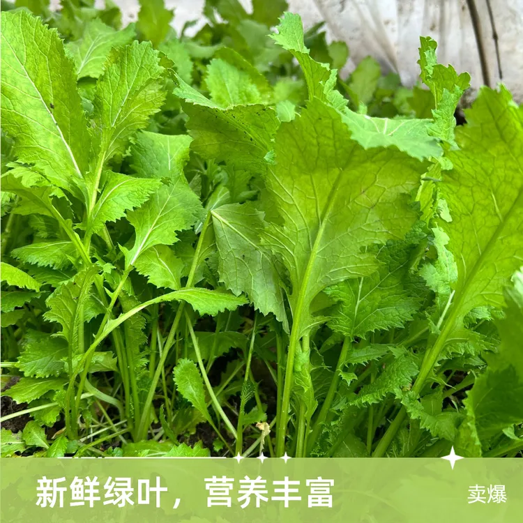 雪里蕻雪菜种子雪里红中熟耐寒芥辣味浓适应广盆栽菜园种植