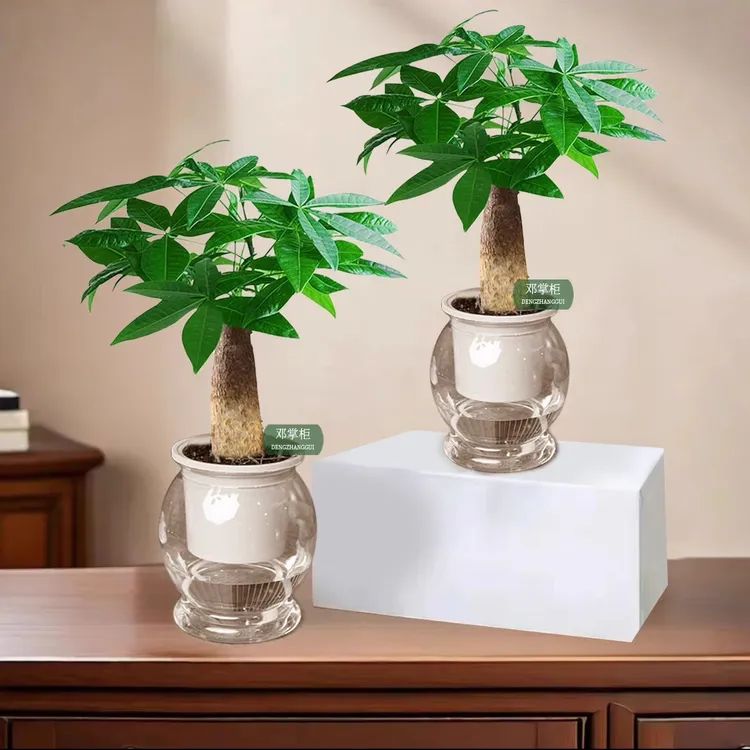 发财树室内好养护桌面绿色盆栽转运花卉鲜活发货观叶耐旱