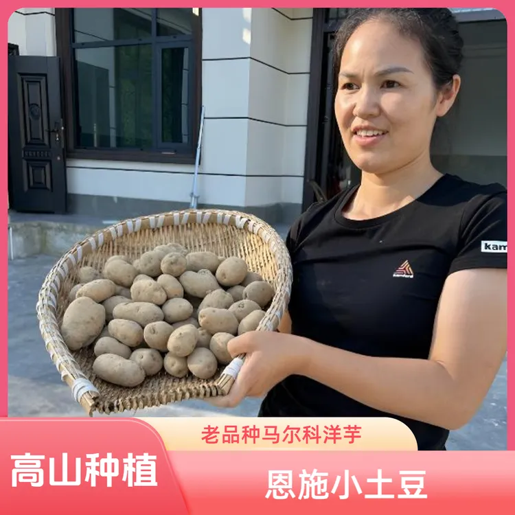 恩施小土豆老品种马尔科洋芋