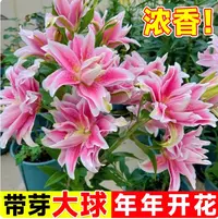 重瓣香水百合花种球带芽好养易活阳台室内花卉植物百合盆栽
