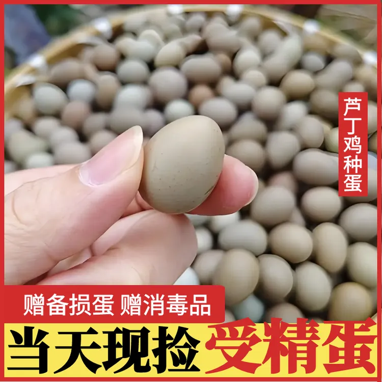【种蛋】芦丁鸡全色系20枚可孵化受精种蛋网红宠物迷你小鸡现捡家养
